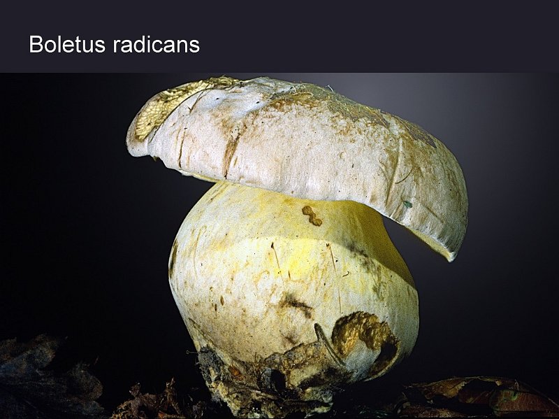 Caloboletus radicans-amf340.jpg - Caloboletus radicans ; Syn1: Boletus radicans ; Syn2: Boletus albidus ; Nom français: Bolet radicant